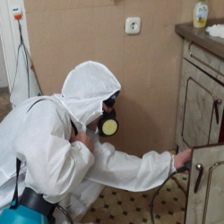 Дезинфекция от муравьев в квартире в Алтуфьево метро Москвы